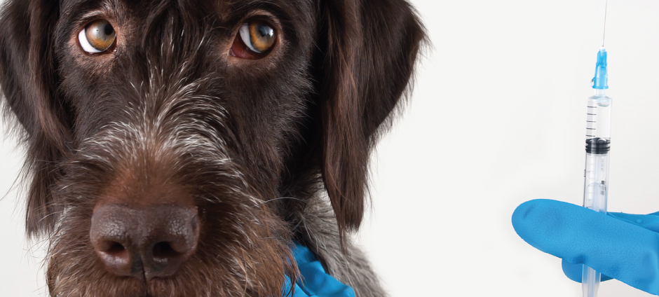 A Policy for Fluffy: Pet insurance is a small industry—but it’s poised for big growth in the U.S.