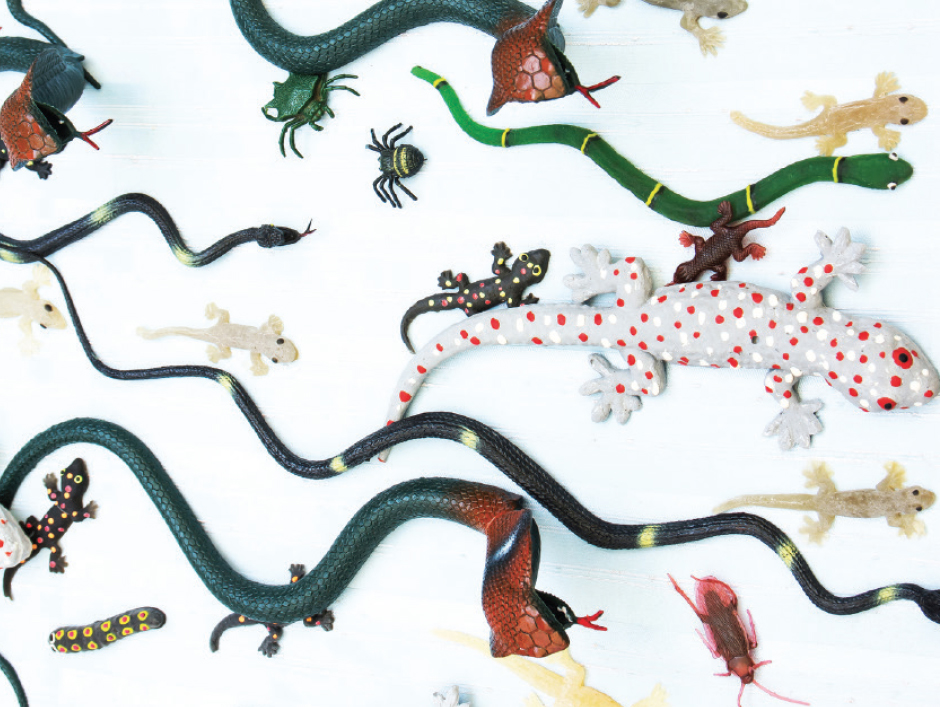Snakes, Caterpillers, and Other Critters